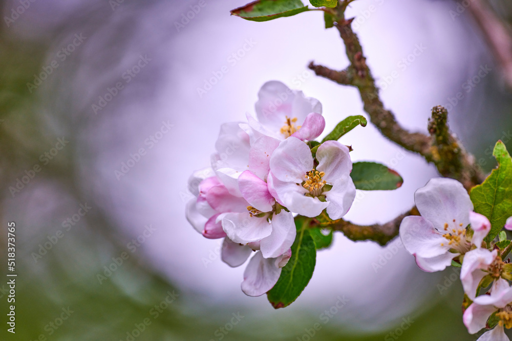 夏天，在模糊的自然背景下，苹果花长在树上。特写风景