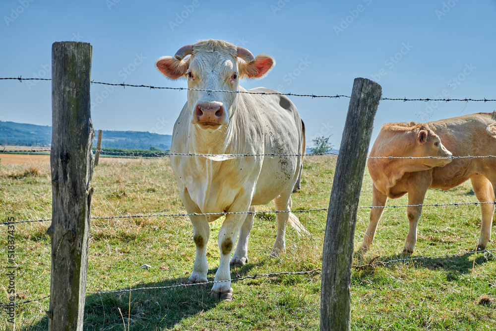 在牛和乳制品行业的农业综合企业中饲养和繁殖牲畜。好奇的奶牛，o