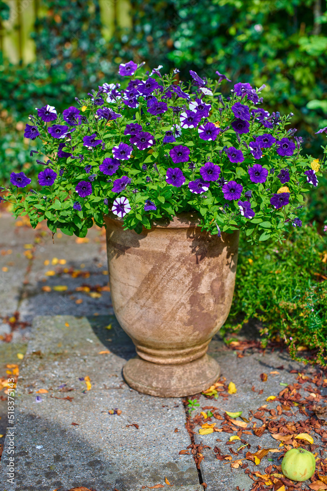 秋天，后院或家里花园里的院子里长着紫色大白矮牵牛的花盆