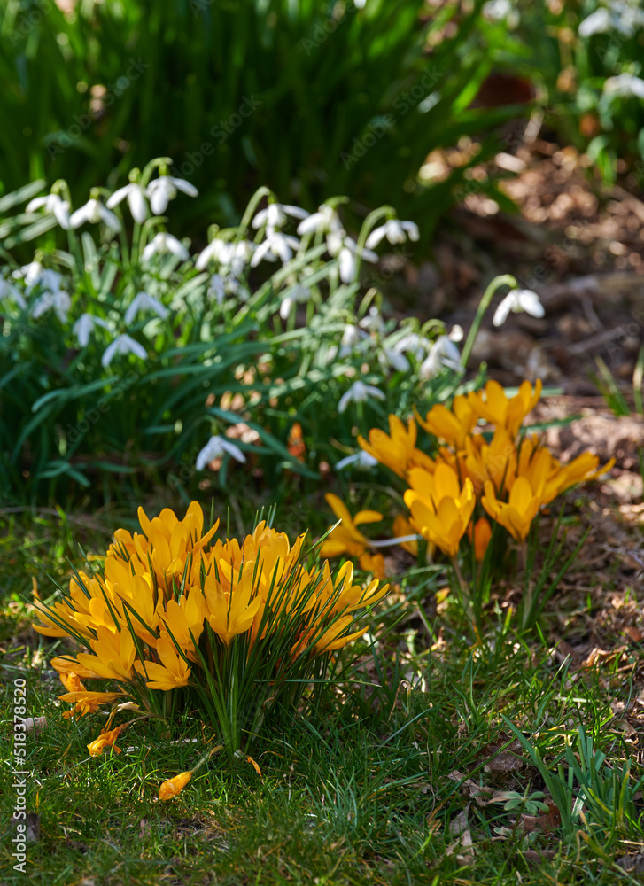 Bright Crocus flowers growing in a lush garden on a spring day. Vibrant yellow plants blooming outdo