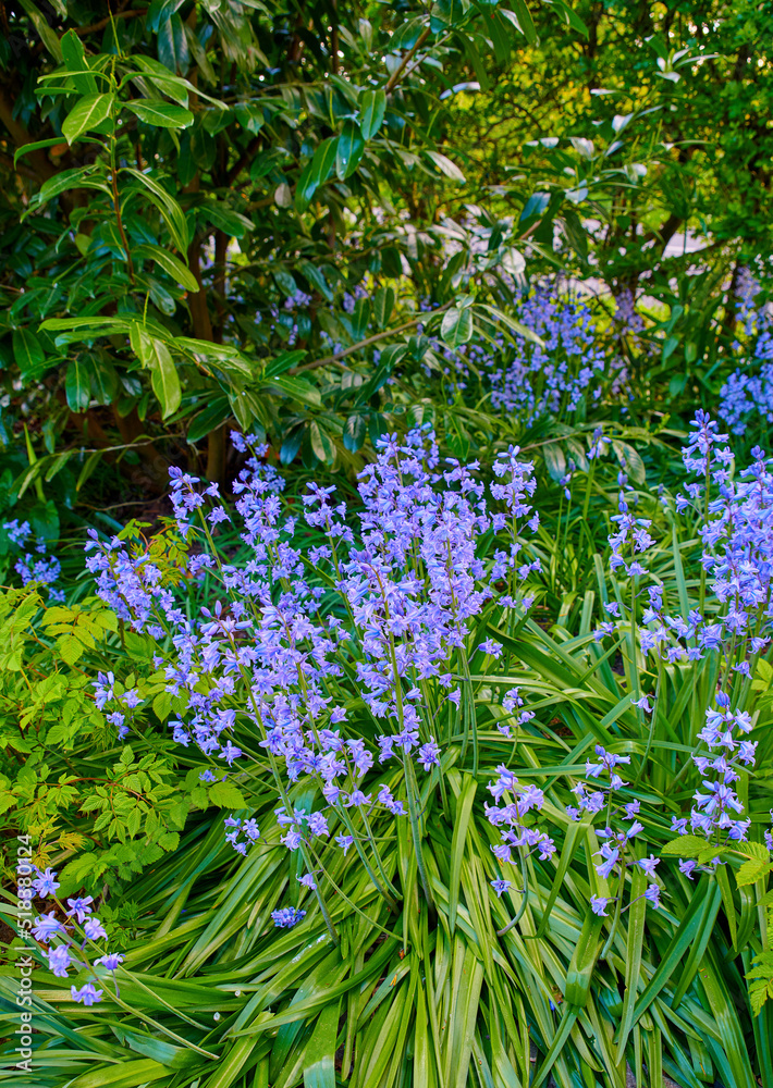 阳光明媚的日子里，绿色花园里的蓝铃草地特写。美丽的蓝色溪流的宏观细节