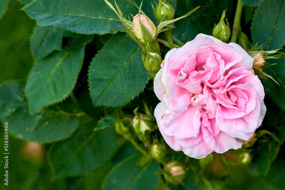 Beautiful pink dog rose and buds on a tree in a garden. Closeup of a pretty rosa canina flower growi