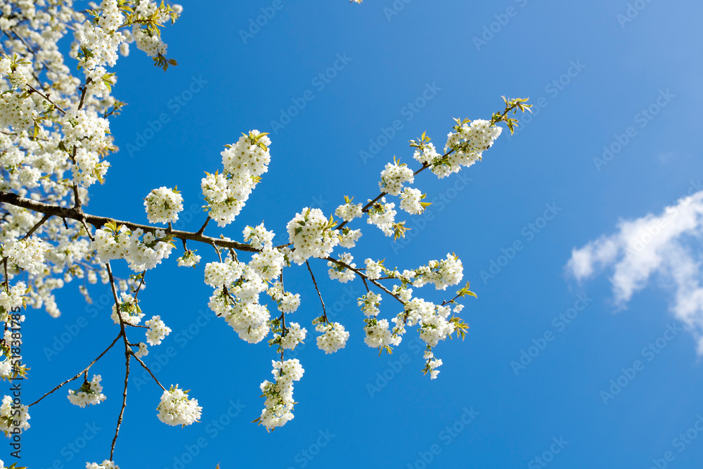 阳光明媚的日子里，蓝天背景下，树枝上的甜樱花特写。放大o