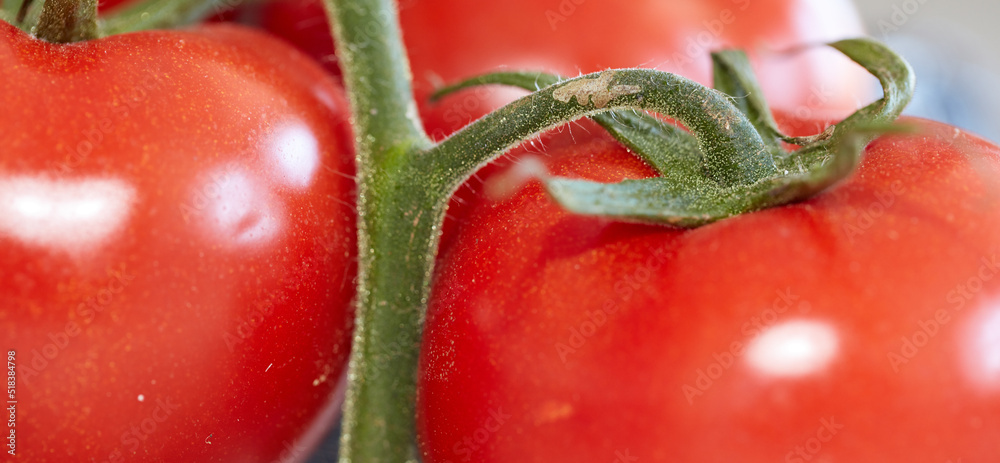 食物。成熟的红番茄和绿色茎的特写，新鲜的天然和有机蔬菜wi