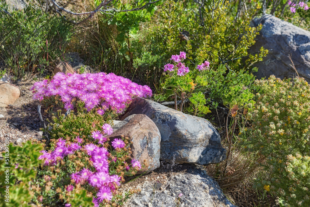 生长在南非开普敦桌山岩石上的粉红色紫檀花。郁郁葱葱的景观