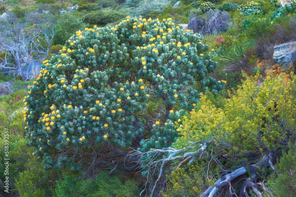 生长在南非开普敦桌山的黄色芬博斯花和其他植物。