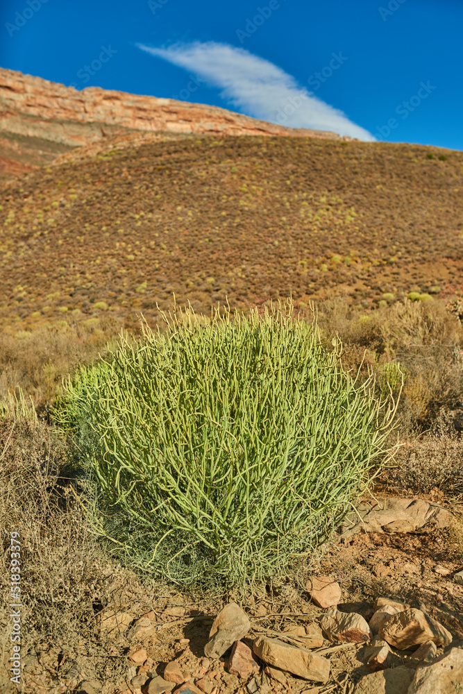 西开普省南非山丘上的植物。开阔空旷的田野上喷出的灌木