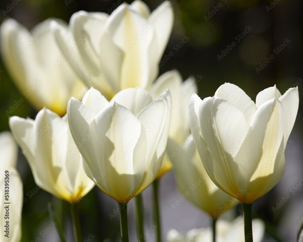 春天，白色郁金香花在外面的花园里生长，有复制空间。美丽的d