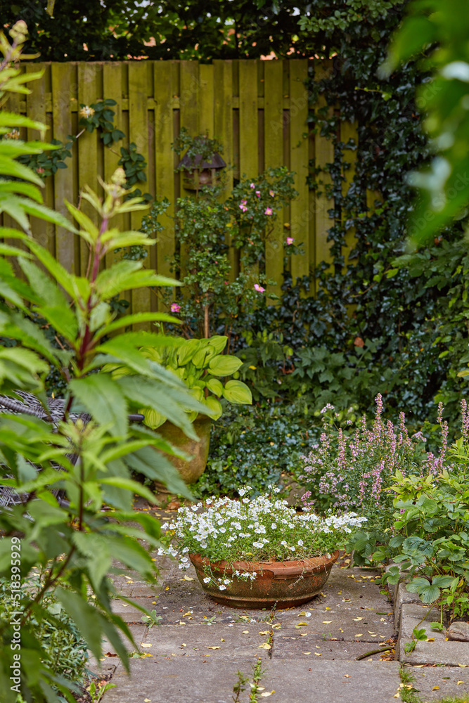 盆栽三色堇，夏天生长在后院或家庭花园的露台上。美丽的杂交植物pla