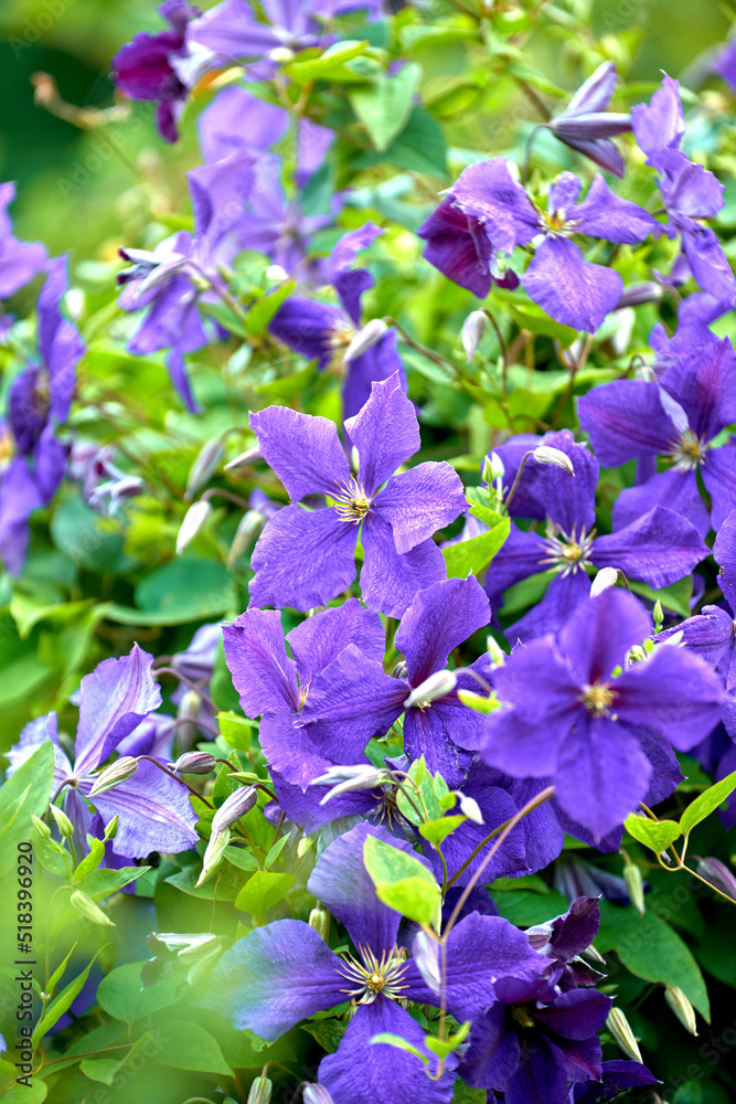 阳光明媚的日子里，花园里开出五颜六色的紫色花朵。美丽处女的特写或它