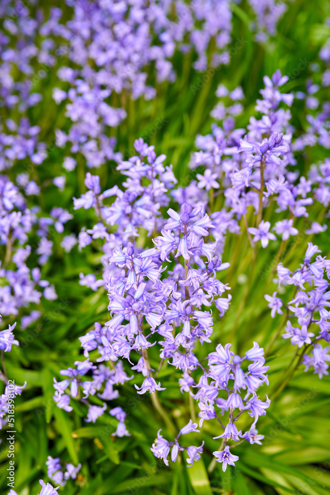 花园里长着五颜六色的紫色花朵。美丽的西班牙风铃草或风信子特写