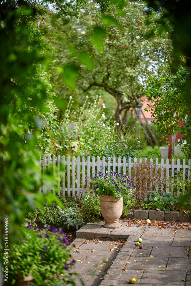 秋天，矮牵牛花在白色尖桩围栏后院或家庭花园附近的花盆里。