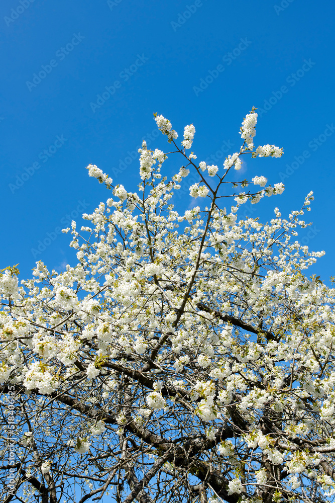 白色樱花生长在家庭花园的绿色树枝上，与蓝色的sk隔离