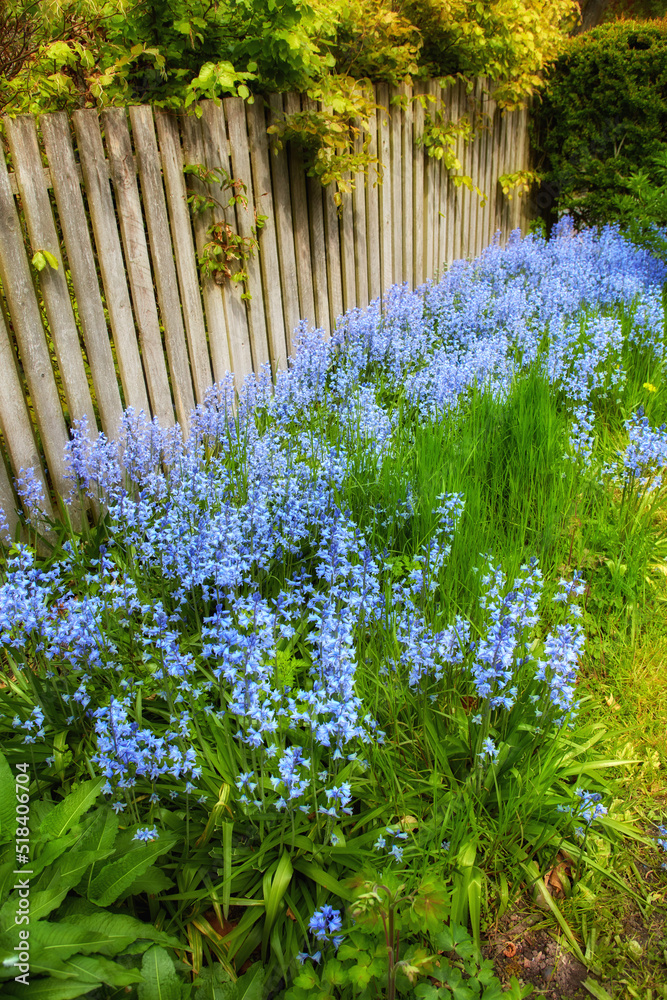 夏天，蓝铃花在郁郁葱葱的绿色后院花园里生长。西贝利卡开始种植