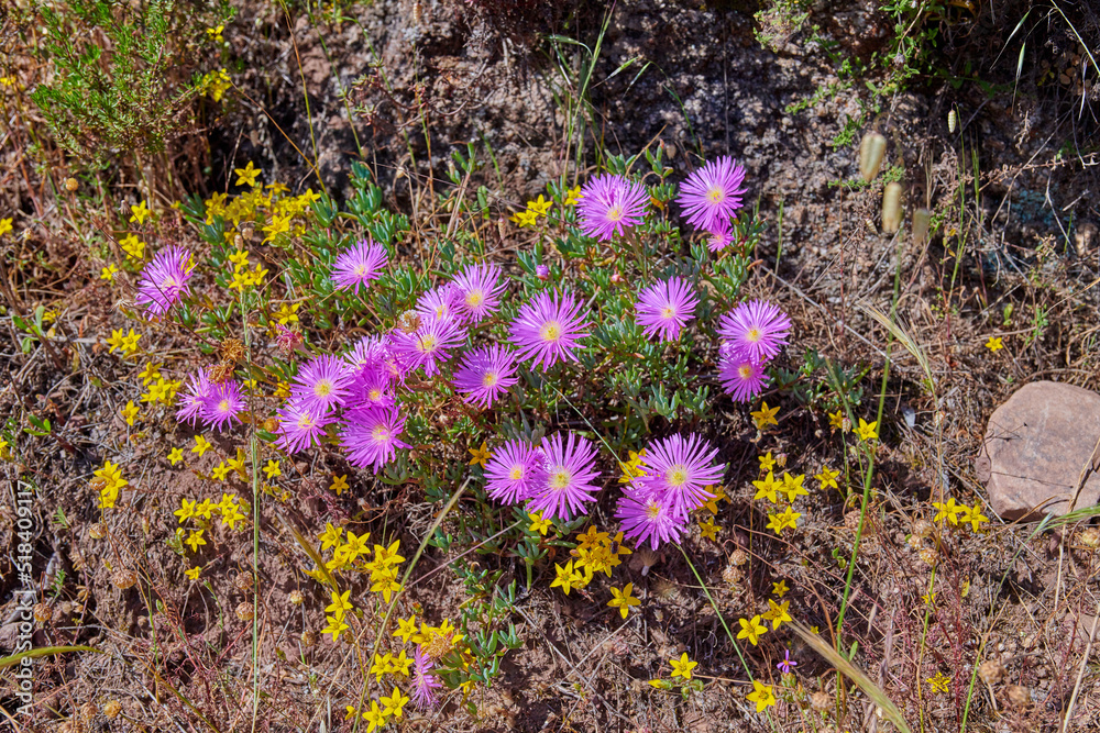 生长在南非开普敦桌山岩石上的粉红色紫荆花。干燥的灌木丛
1305858763,两个小女孩上小学的背影