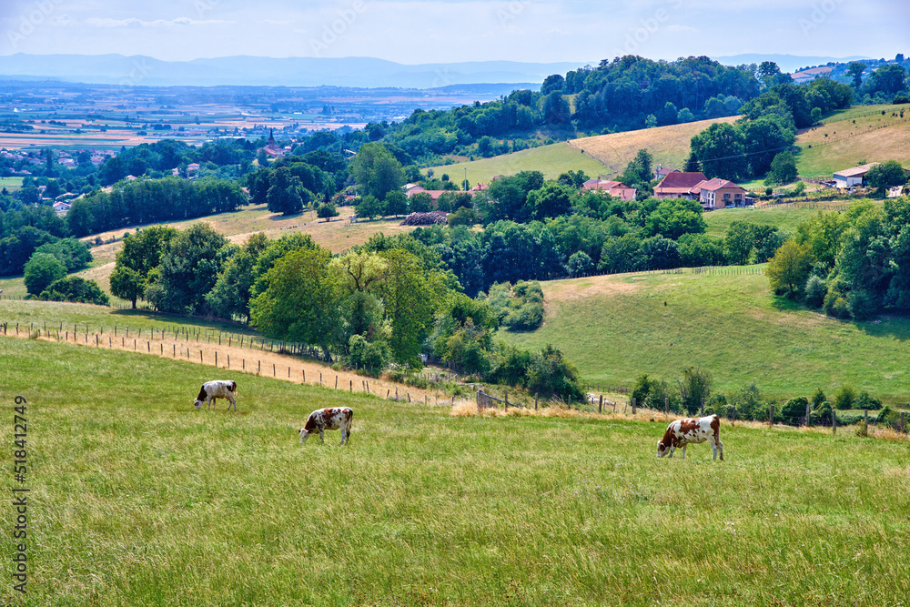 一个牧场，奶牛在炎热的夏日吃草。家畜在牧场上觅食。