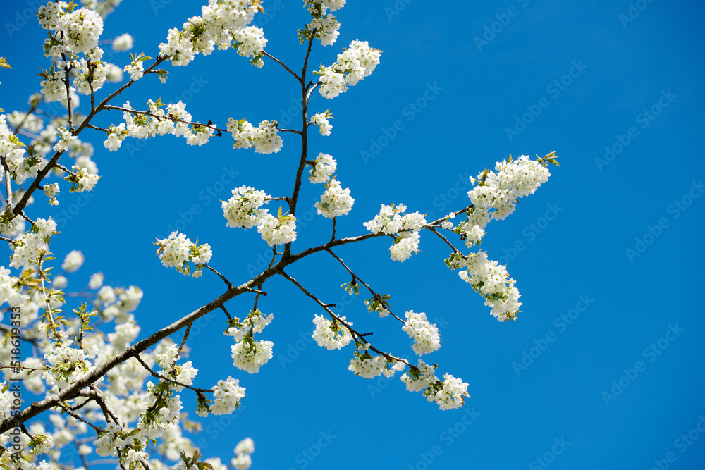 蓝天背景下，树枝上的甜樱花特写。白色小花