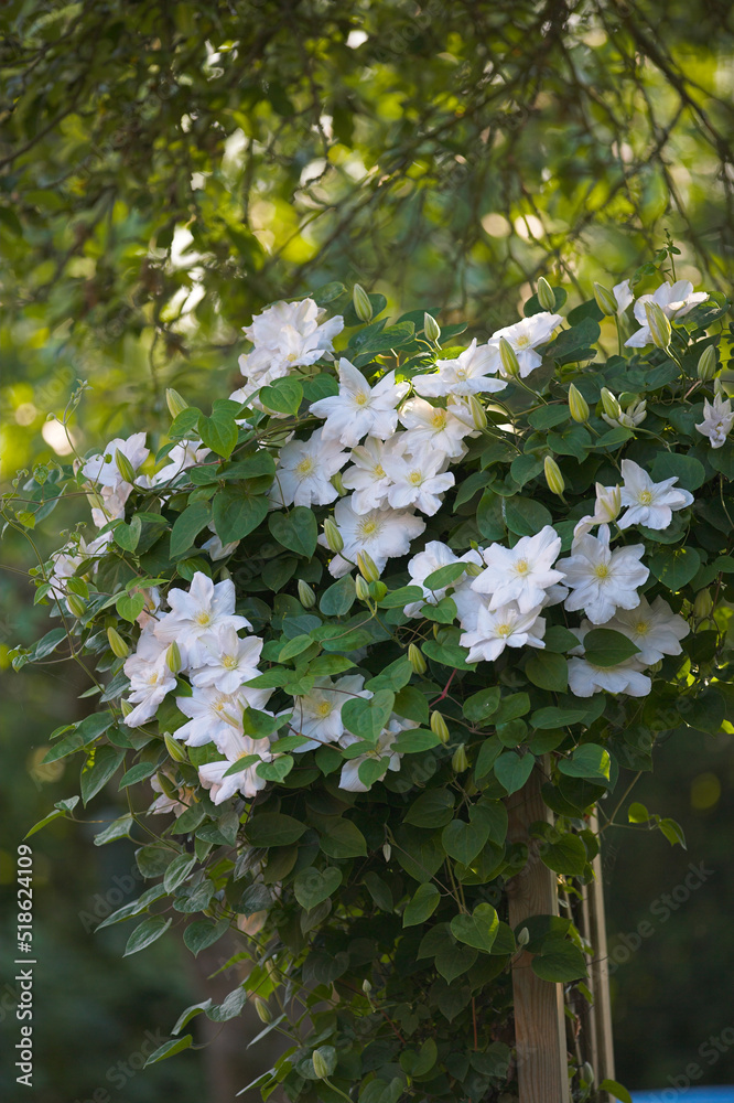白色亚洲处女花的特写，生长在花园里郁郁葱葱的绿色灌木上。