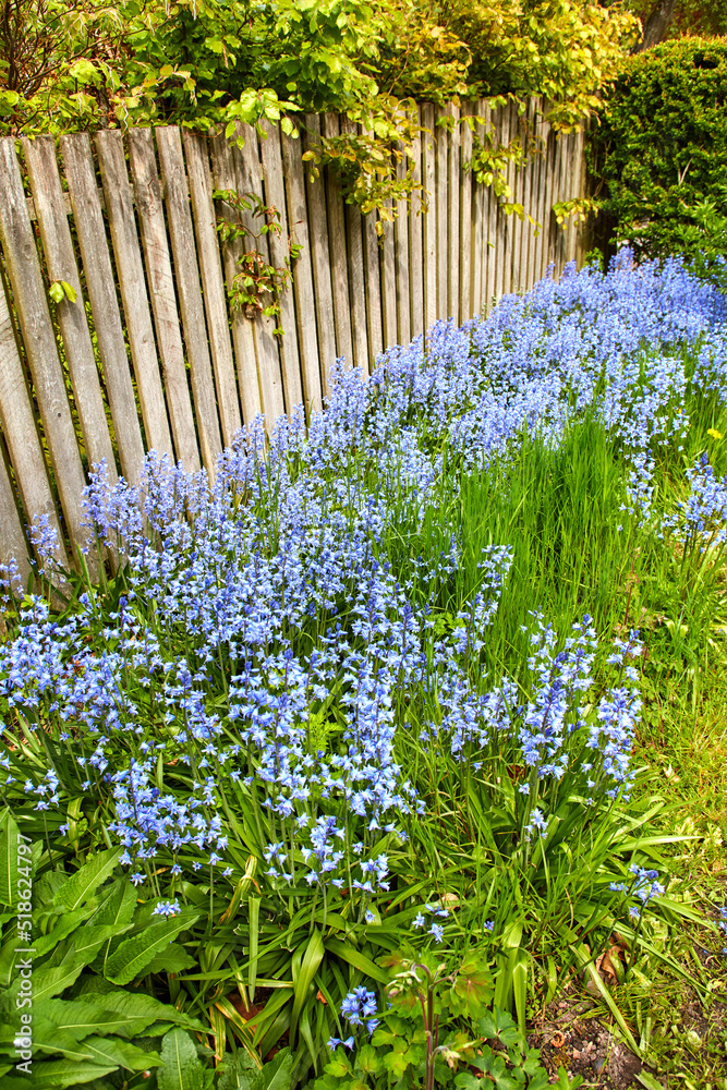 夏天，后院花园里长出了蓝铃花。西贝丽花在上面开花。