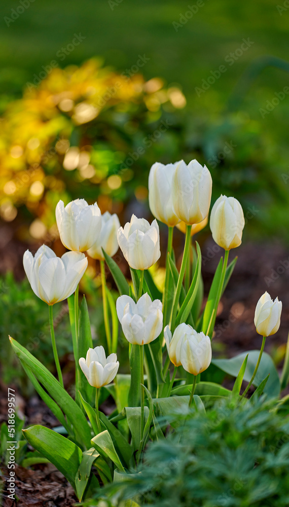 白色花园或Didiers郁金香在花园和林地或植物性质中开花