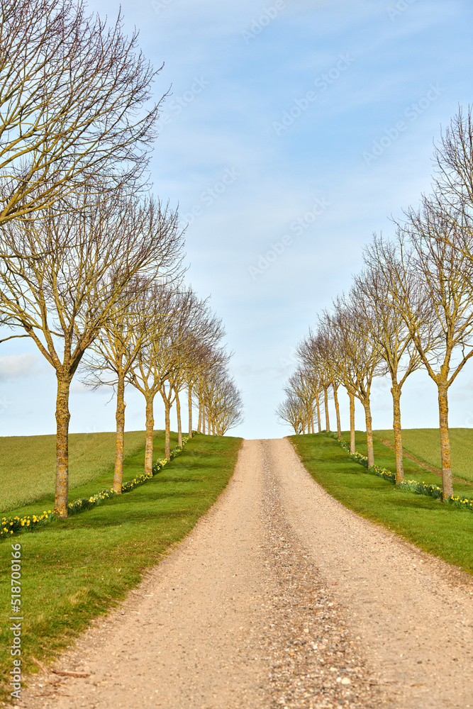 乡村土路，两旁是欧洲白杨树，通往农田或偏远农场。