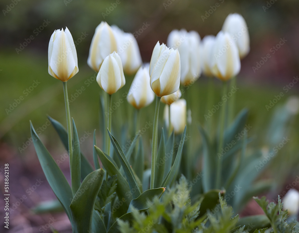White tulips growing and starting to bloom in a landscaped garden. Closeup view of flowers blooming 