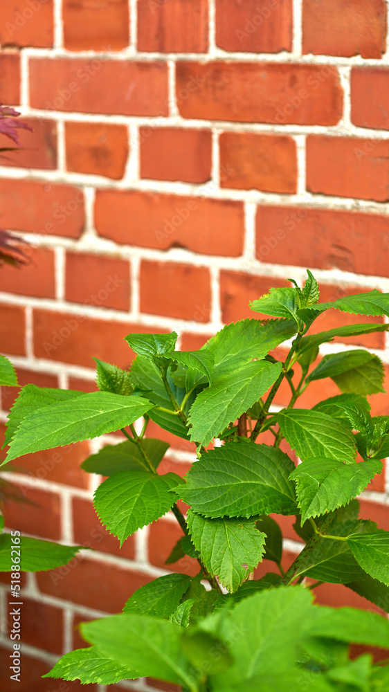 Green big leaf hydrangea plants growing against red brick wall outdoors. Leave textures on a outdoor