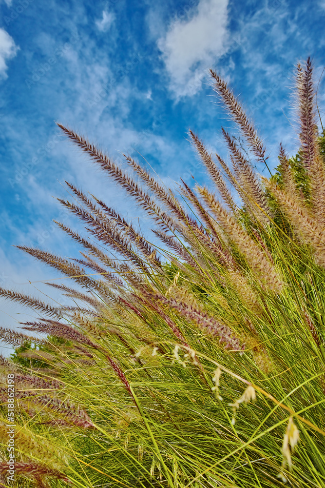 Crimson purple fountain grass or cenchrus setaceus growing on a field outdoors against a cloudy blue