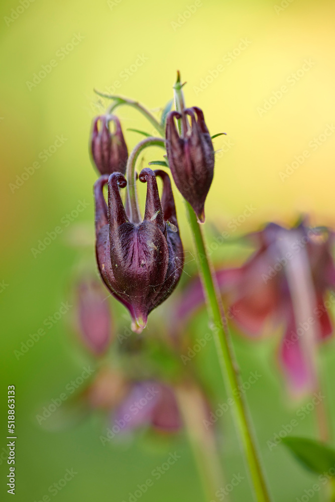 Columbine flowers growing against a blurred green nature background in summer. Flowering plants open