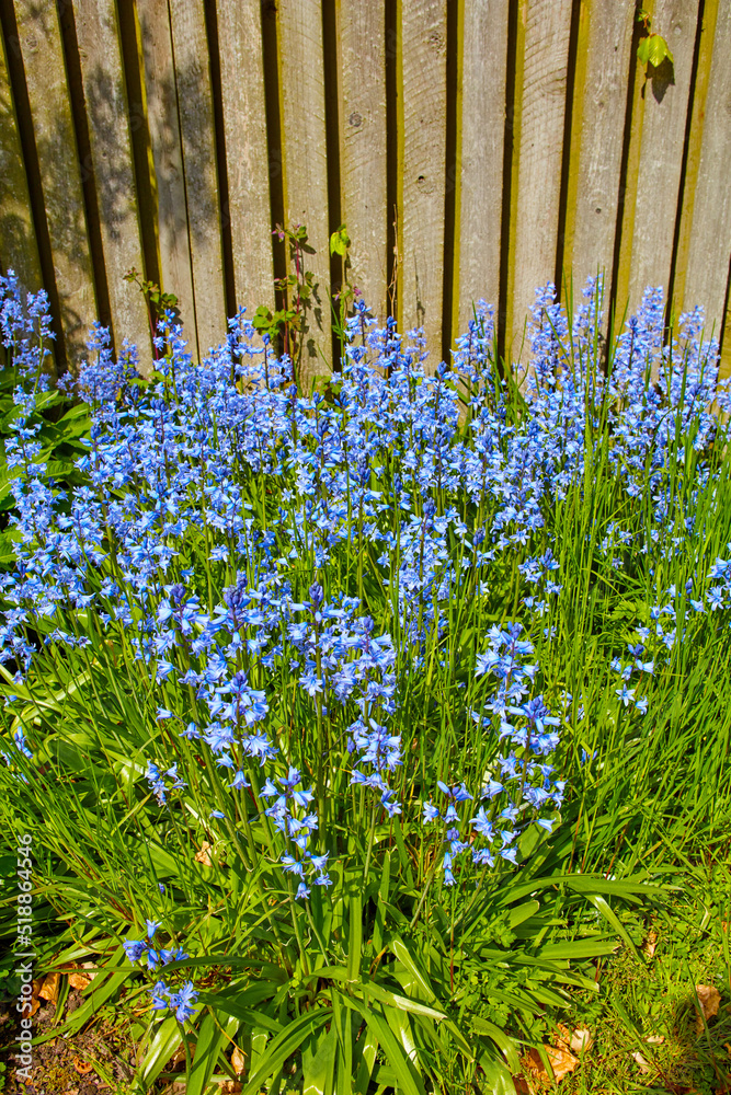 春末的园艺日，蓝铃在大自然中绽放。美丽的绿色花园近景