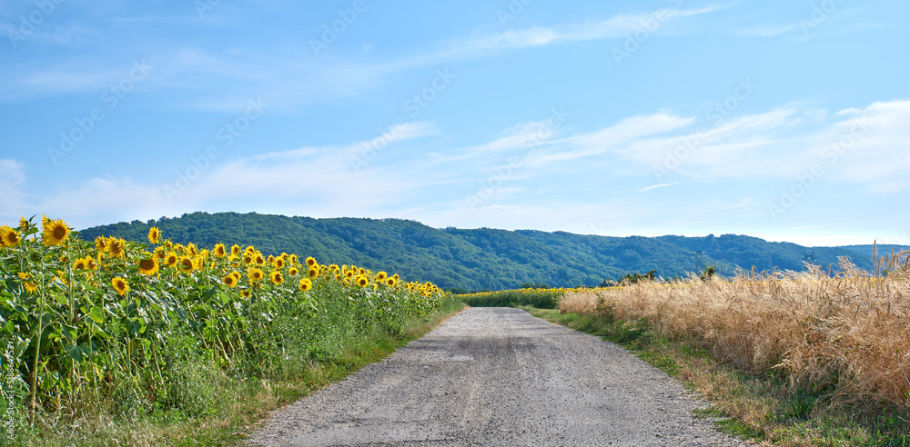 Fields of sunflowers and reeds on an empty road or pathway against a blue sky in the countryside. Sc