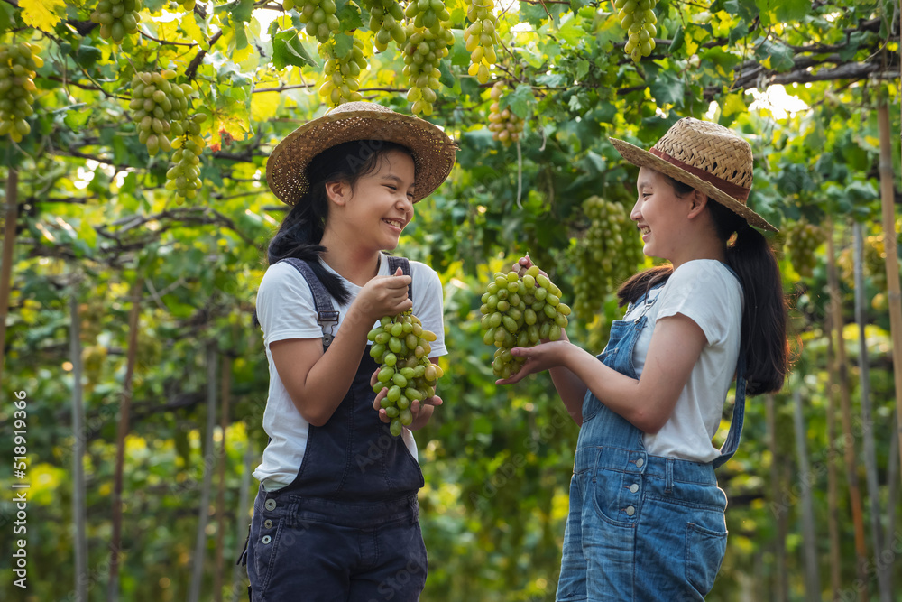 亚洲接吻农民帮助婴儿车在葡萄园收获成熟的绿色葡萄