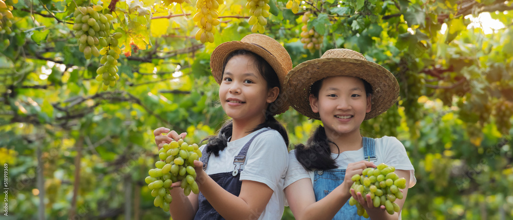 Asian kisds farmer helping praents harvesting ripe green grapes in vineyard