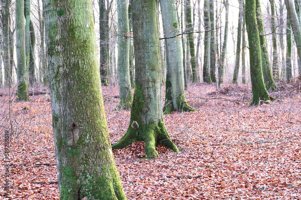 秋天野生森林中的树干。树叶森林中的自然环境景观