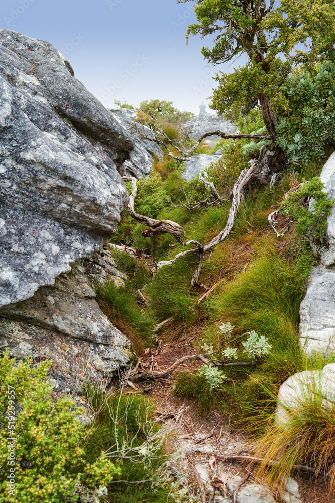 近距离观察大自然中的山脉地形。岩石巨石斜坡上有树根和茂密的植物