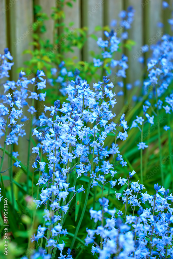 美丽明亮的花朵生长在后院的户外花园里。蓝色植物竞相绽放