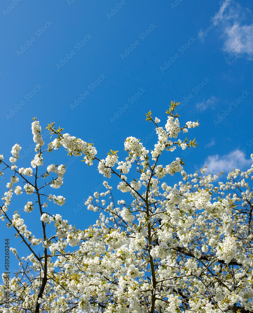 白色日本樱花的枝条在蓝天的映衬下复制了空间背景。精致而朴