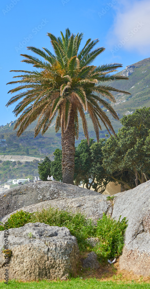 棕榈树映衬着美丽的山景和大自然中晴朗的蓝天。风景