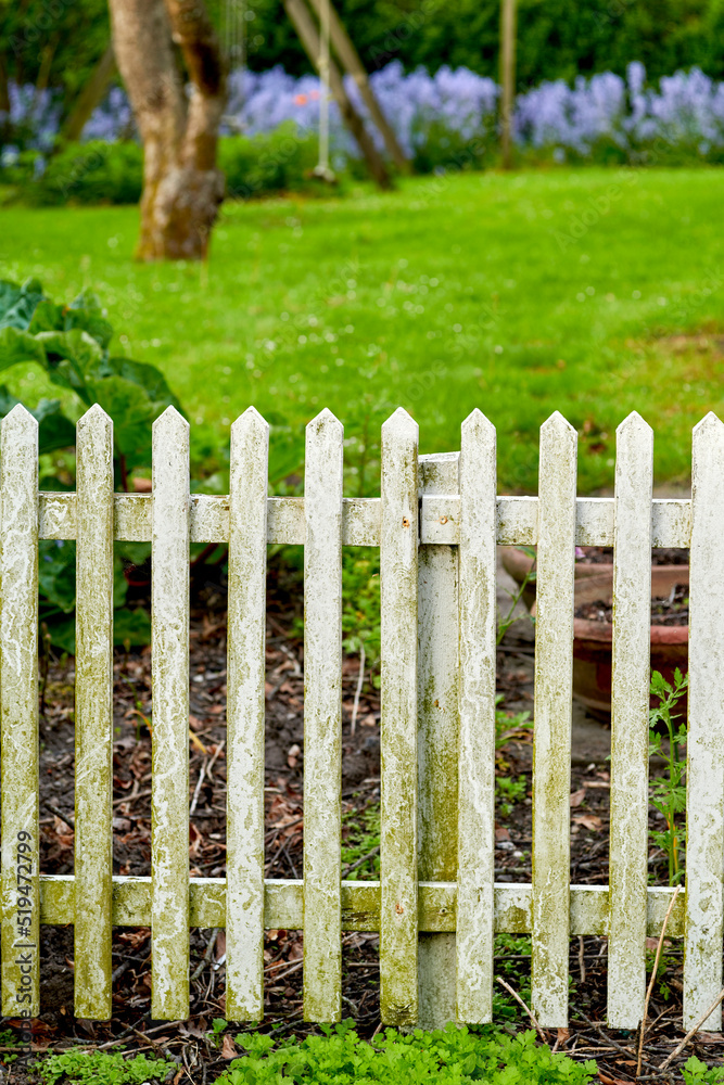 White picket fence and green grass in a home garden or park. Closeup of wooden gate post covered in 