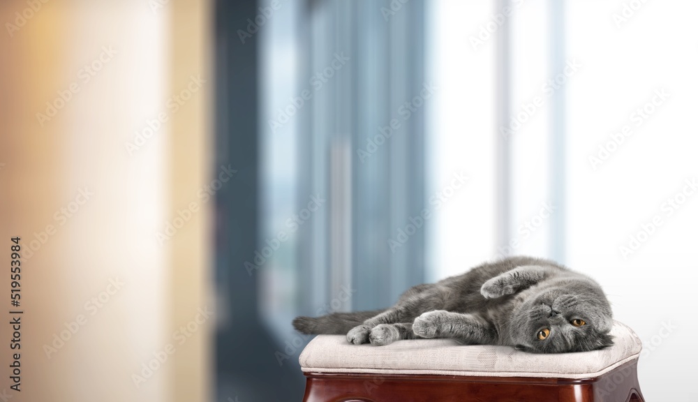 Cat sleep calm and relax lying in living room
