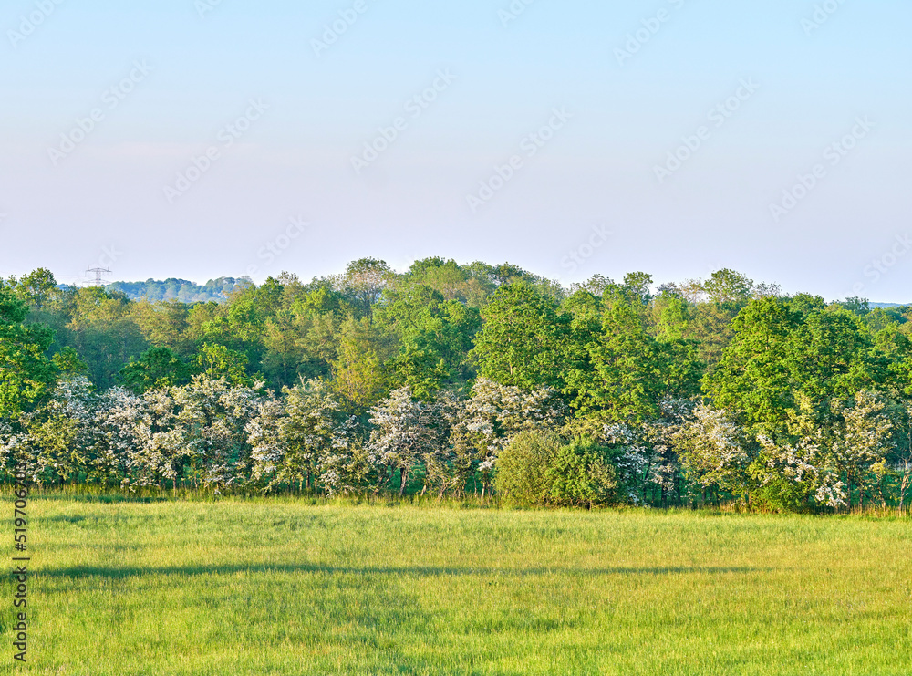 Beautiful, brIght green trees and bushes growing in a quiet forest on a sunny day against clear sky 