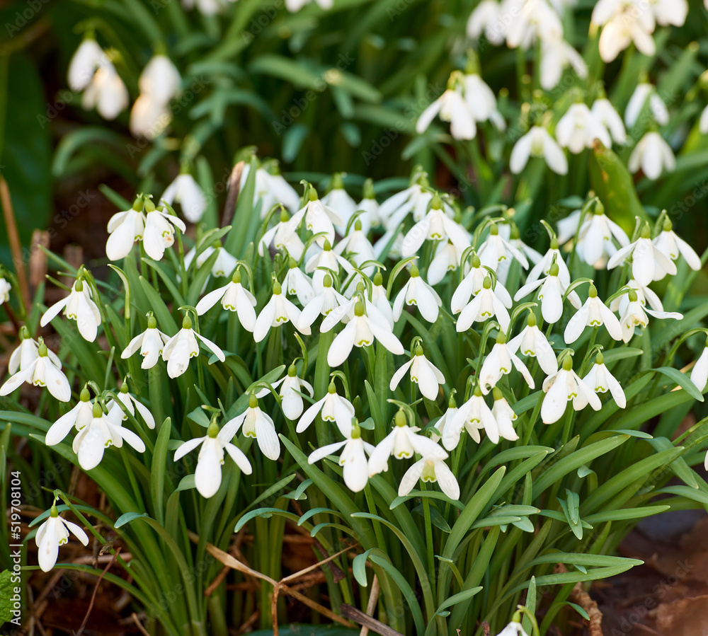 美丽的白色天然春花在森林或偏远的自然环境中绽放。近景