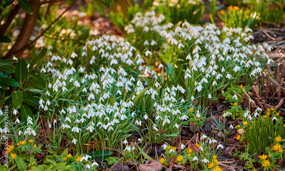 春日植物园或森林中盛开的美丽、自然的白花特写