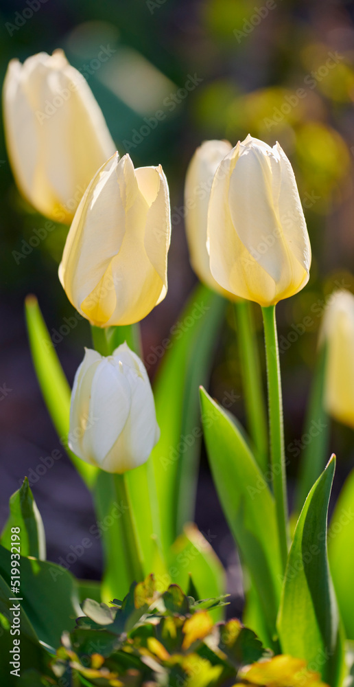 大自然中美丽的白花，外面有绿草和植物。郁金香的特写