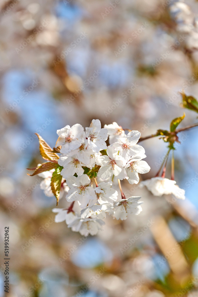 美丽、美丽、明亮的白花生长在春天的公园或花园里。许多锡的景观