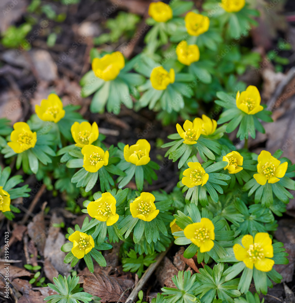 Beautiful, colorful and pretty yellow flowers growing in garden on a sunny spring day outside from a