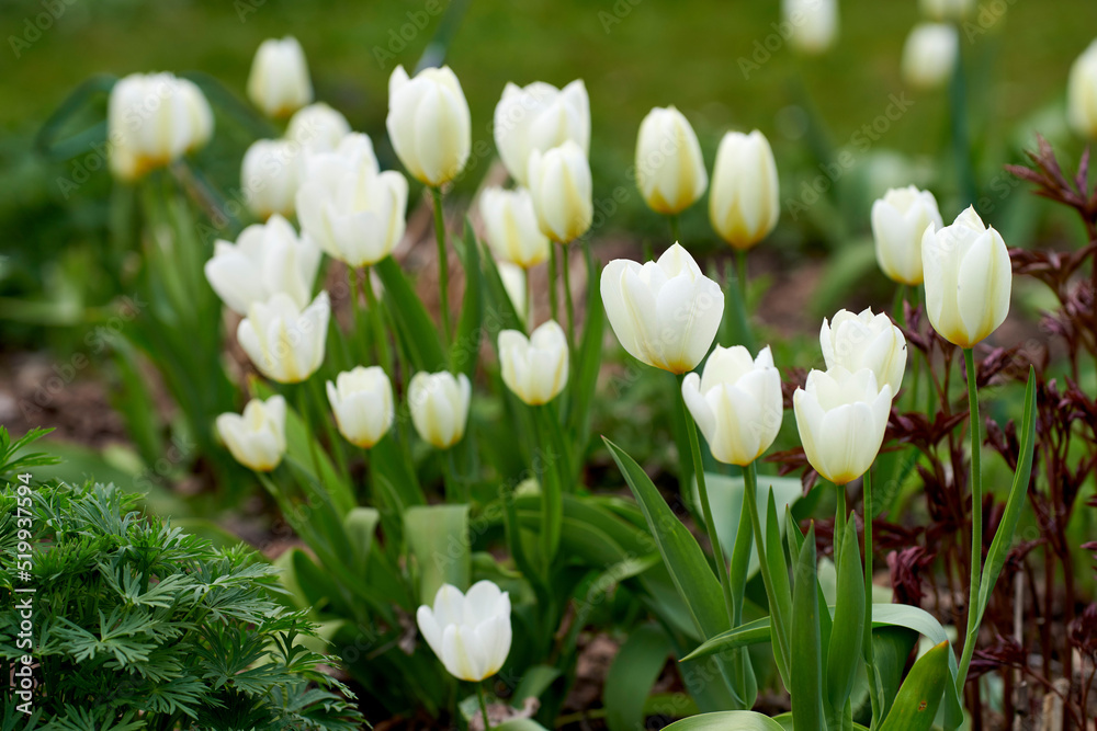 在阳光明媚的日子里，美丽、新鲜的白花生长在一个安静、祥和的花园里。许多郁金香绽放