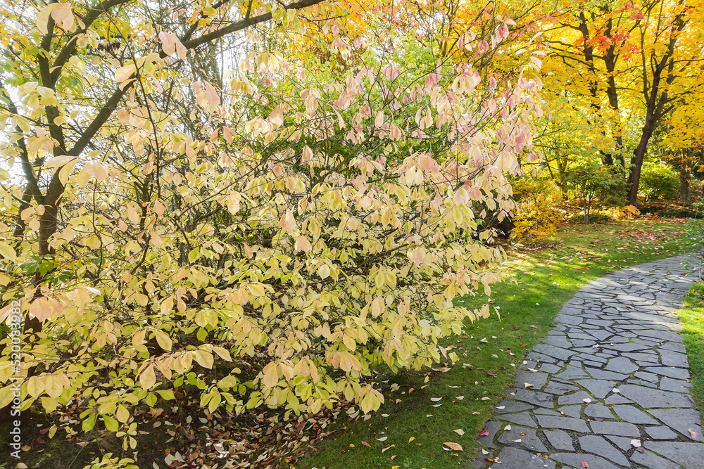 秋天公园的石头人行道摊铺机。黄色的树木、灌木和灌木丛。草地上蜿蜒的石头小路