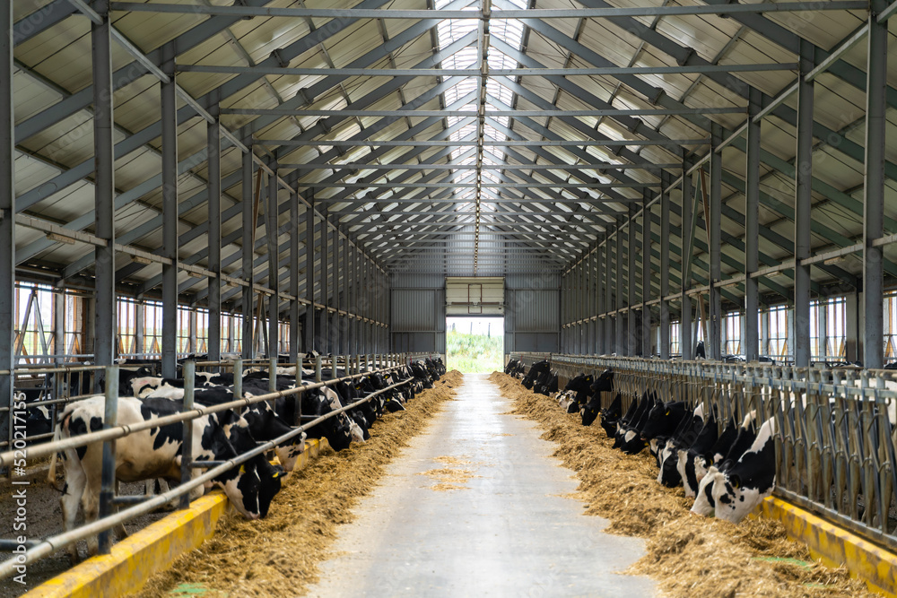农村谷仓奶牛养殖牛奶。牛奶生产机库。
