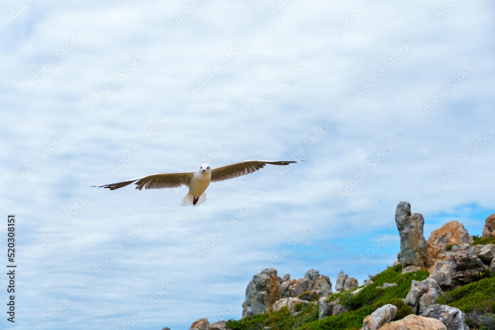 Hartlaubs gull or king gull (Chroicocephalus hartlaubii) in flight. Kleinmond, Whale Coast, Overber